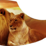 Lion-Couple-e1581210236428.png