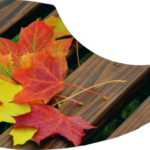 Maple-Leaf-e1581211284625.png