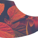 drop-pickupguard-autumn-leafs-e1581680425254.png