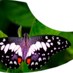 drop-pickupguard-butterfly-e1581471807124.png