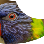 drop-pickupguard-parrot-e1581338969828.png