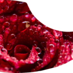 drop-pickupguard-red-rose-e1581680582508.png