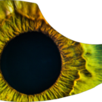 drop-pickupguard-wonder-eye-e1581293855381.png