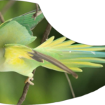 little-parrot-e1581933938798.png